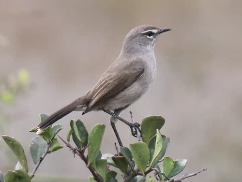 Karoo Scrub-Robin