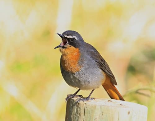Old World Flycatchers, Robins, and Chats