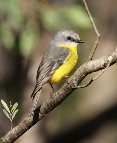Eastern Yellow Robin