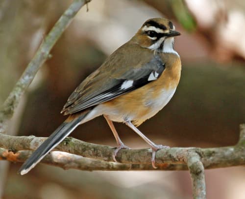 Tychaedon Scrub-Robins