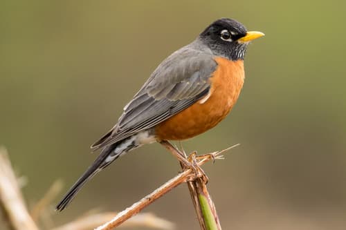 American Robin