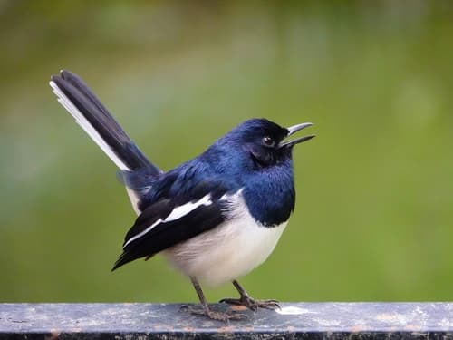 Magpie-Robins and Shamas