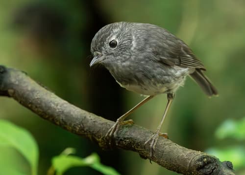 North Island Robin