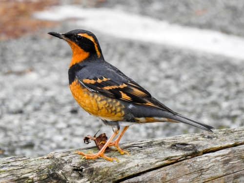 Varied Thrush