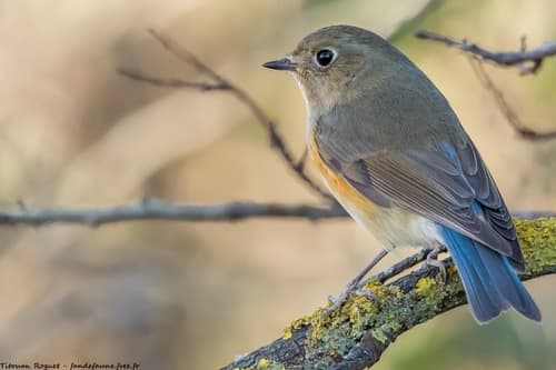 Bush-Robins and Bluetails