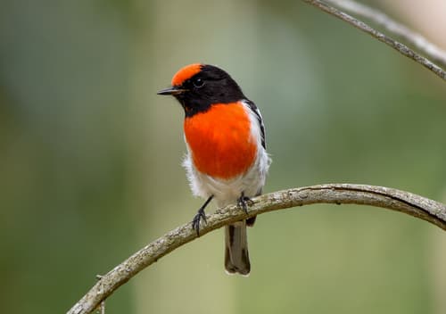 Red-capped Robin