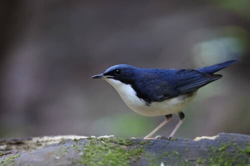 Blue Robins, Japanese Robins, and Allies