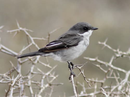 Fiscal Flycatcher